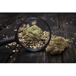 Marj Jane Seeds Kush x Somango 3 Samen - 3