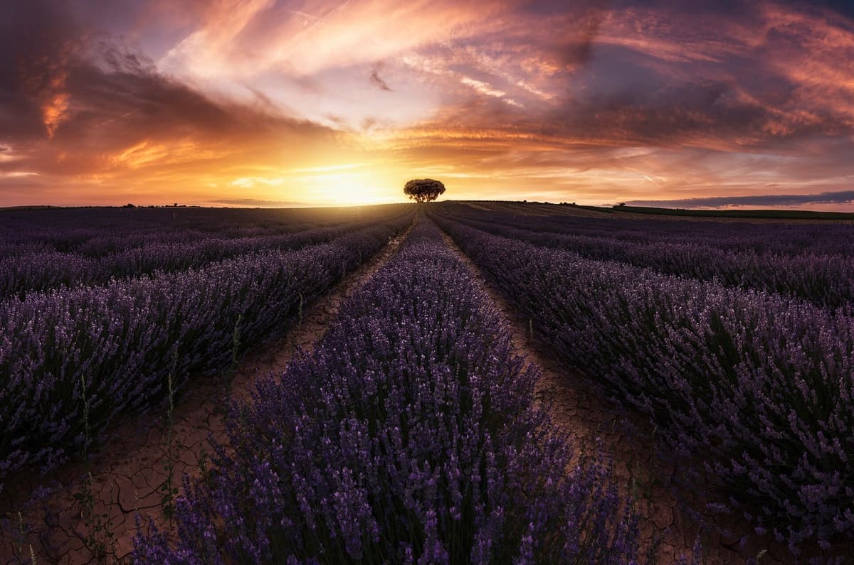 Fototapete PAPERMOON "Photo-Art JORGE RUIZ DUESO, LAVENDEL-SONNENUNTERGANG", bunt, B:5m L:2,8m, Vlies, Tapeten, Fototapete