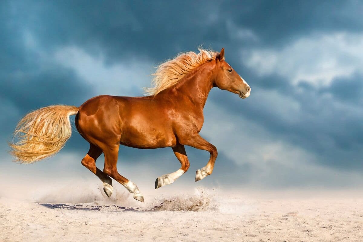 Fototapete PAPERMOON "Pferd", bunt, B:5m L:2,8m, Vlies, Tapeten, Fototapete bunt B/L: 5m x 2,8m, Bahnen: 10 Stk.