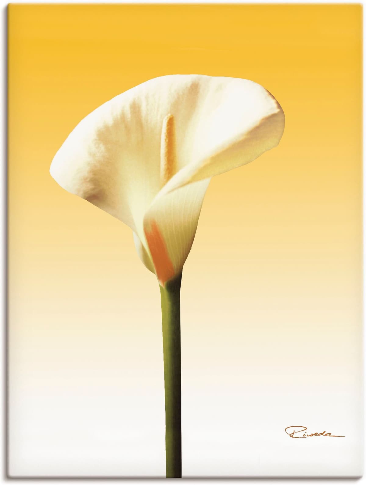 Leinwandbild ARTLAND "Sonnenschein Calla II", gelb (farbe bild(er): gelb), B:60cm H:80cm, Bilder, Leinwandbild, auf Holzrahmen gespannt farbe bild(er): gelb B/H/T: 60cm x 80cm, Leinwandbild Blumenbilder Hochformat, 1 Stk.