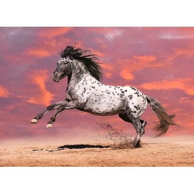 Fototapete PAPERMOON "Pferd", bunt, B:2,5m L:1,86m, Vlies, Tapeten
